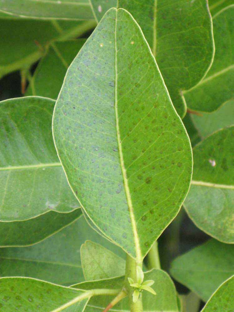              Unifoliolate leaf (Riverside, CA)       